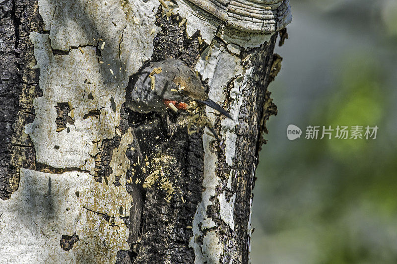 北方闪烁啄木鸟(Colaptes auratus)是在黄石国家公园筑巢的啄木鸟家族的一个中型成员。鸟巢的建筑。